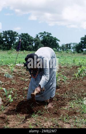 A Somali woman working in the fields in Kismayo. Subject Operation/Series: CONTINUE HOPE Base: Kismayo Country: Somalia (SOM)