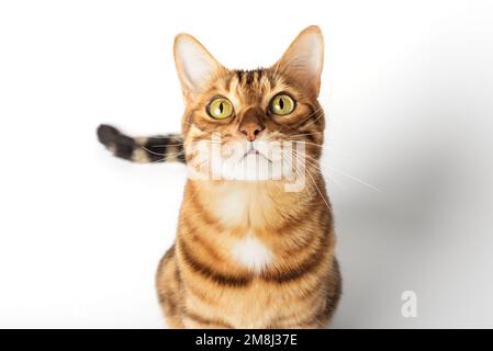 Bengal cat color rosette on gold isolated on white background. Stock Photo