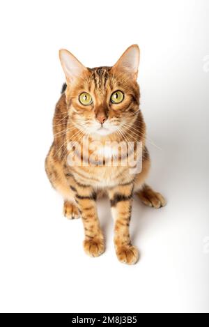 Bengal cat color rosette on gold isolated on white background. Stock Photo