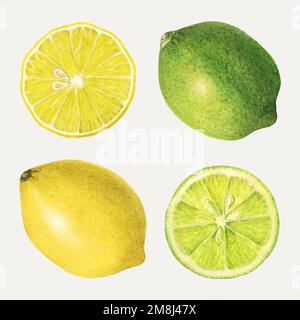 Hand drawn mixed citrus fruit set vector Stock Vector