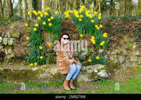 Attractive mature woman seated in front of flowering daffodils - John Gollop Stock Photo