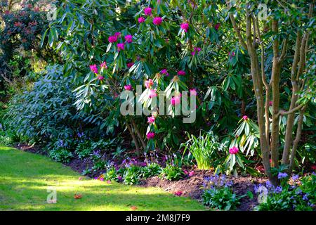 Mixed border with flowering rhododendrons - John Gollop Stock Photo