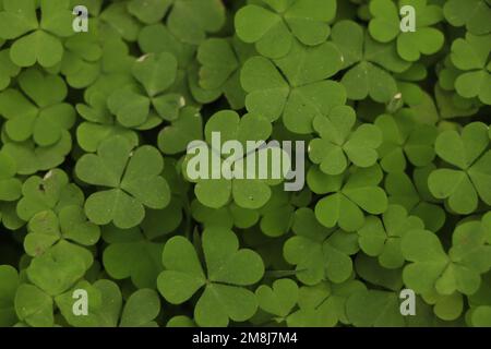 Small green Clover leaves pattern background, Stock Photo