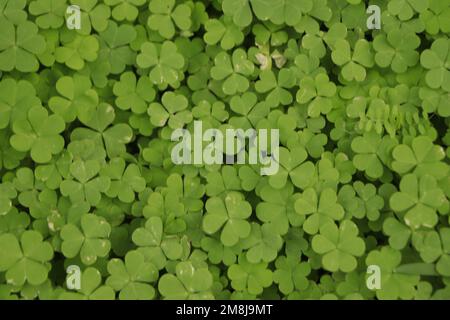 Small green leaves pattern background, Natural background and wallpaper. Stock Photo