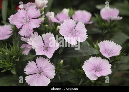 Cheddar Pink - Dianthus gratianopolitanus Rare Somerset fllower Stock Photo