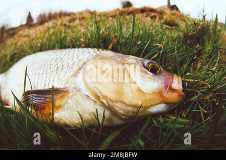 An enviable trophy of a fisherman with a fishing rod in a northern European river. Ide, Nerfling (Leuciscus idus) more then 1,5 kg. The fisheye lens i Stock Photo