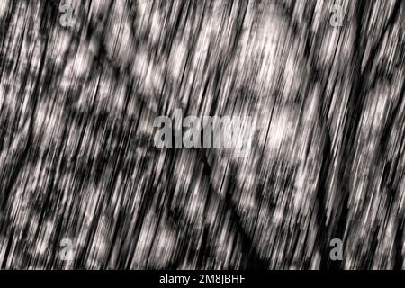 Abstract icy trees, wiping effect Stock Photo