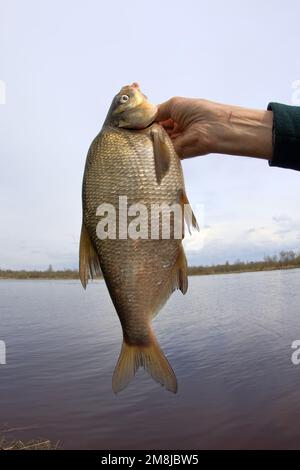 An enviable trophy of a fisherman with a fishing rod in a European river. Caspian bream (Abramis brama orientalis). The fisheye lens is used Stock Photo