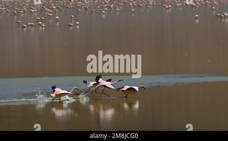 Flamingos take flight in Laguna Grande, Catamarca, Argentina Stock Photo
