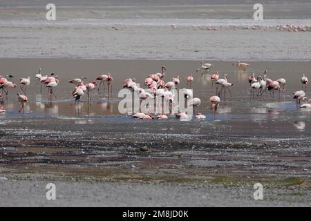 Group of Flamingos in Laguna Grande, Catamarca, Argentina Stock Photo