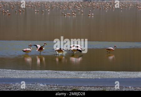 Flamingos take flight in Laguna Grande, Catamarca, Argentina Stock Photo