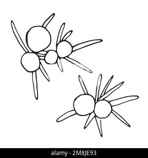 Hand drawn Juniper berries, sketch Stock Vector