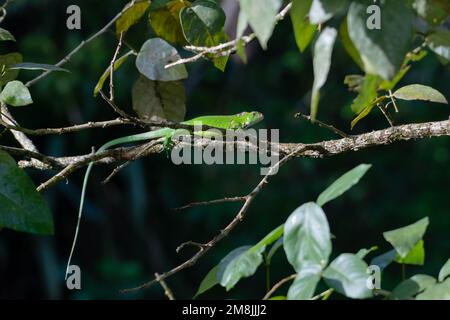 Green Iguana on a branch in and out of shadows in the jungle of Trinidad and Tobago. Stock Photo