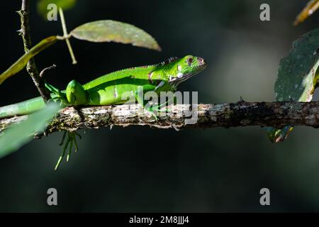 Green Iguana walking on a branch in its natural habitat in the rainforest. Stock Photo