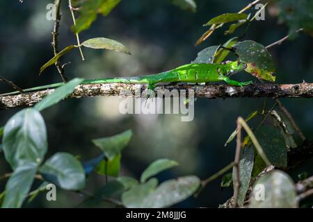 Green Iguana walking on a branch in and out of shadows in the jungle of Trinidad and Tobago. Stock Photo