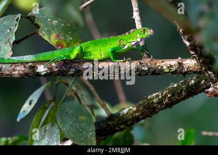 Close up of a Green Iguana walking on a branch in the dense jungle. Stock Photo