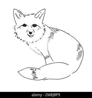 Fox line art sketch illustration. Vector Stock Vector
