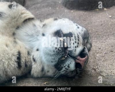 A closeup of snow leopard sleeping on the ground Stock Photo