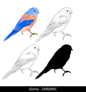 Thrush Bluebird small bird a  background vintage vector illustration editable hand draw Stock Vector