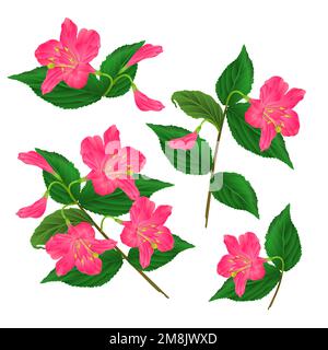 Spring pink flower decorative shrub Weigela Eva Supreme set on a white background vintage vector illustration editable hand draw Stock Vector