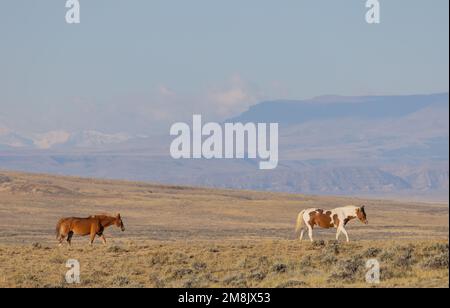Wild horses in the Wyoming Desert in Autumn Stock Photo - Alamy