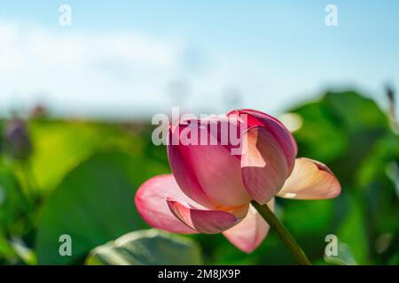 A pink lotus flower sways in the wind. Against the background of their green leaves. Lotus field on the lake in natural environment. Stock Photo