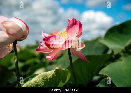 A pink lotus flower sways in the wind. Against the background of their green leaves. Lotus field on the lake in natural environment. Stock Photo
