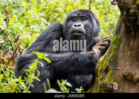 Portrait of a wild but habituated mountain gorilla in the Bwindi Impenetrable Forest National Park in south-western Uganda. Stock Photo