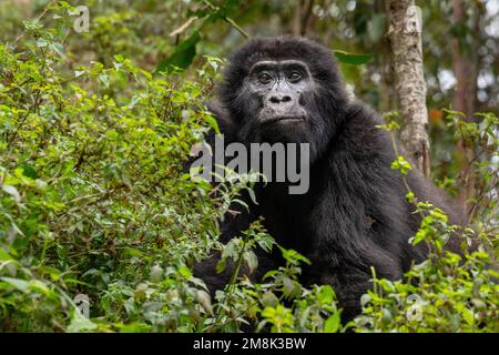 Portrait of a wild but habituated mountain gorilla in the Bwindi Impenetrable Forest National Park in south-western Uganda. Stock Photo