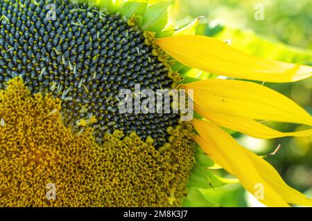 Ripe sunflower with black seeds close-up on the field. Stock Photo