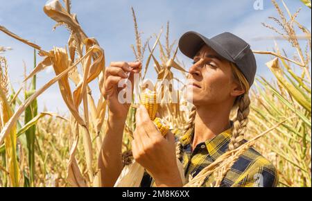Farmer holding corn cob and control quality after drought before harvest. Agronomist in corn field. Agricultural activity and climate change concept i Stock Photo