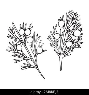 Juniper berries branch. Watercolor artwork. Hand drawn botanical object isolated on white background. Stock Vector