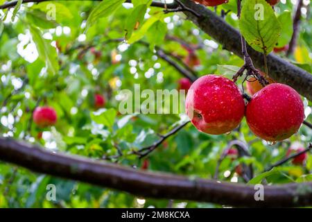 Red apples on a branch in the garden among two branches. Harvest season. Selective focus. Stock Photo