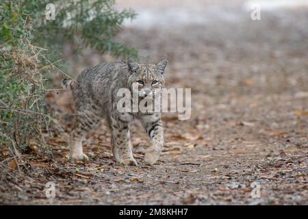 Bobcat (Lynx rufus) with a radio collar Stock Photo