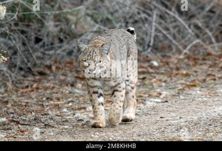 Bobcat (Lynx rufus) with a radio collar Stock Photo
