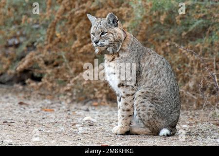 Bobcat (Lynx rufus) with a radio collar Stock Photo