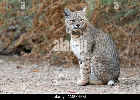 Bobcat (Lynx rufus) with a radio collar Stock Photo