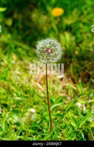 Fluffy dandelion clock on meadow in spring. Pappus clad dandelion (taraxacum officinale) fruit with seeds. Stock Photo