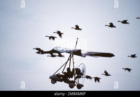 In a scene from a Columbia Pictures Film, dubbed 'Father Goose' an ultra-light plane, designed to look like a giant goose flies with a skien (flock) of geese. From AIRMAN Magazine December 1995 article 'Goosed'. Base: Niagara Falls Air Base State: New York (NY) Country: United States Of America (USA) Stock Photo