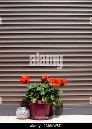Bright orange geranium flower in pot and solar lamp on exterior sunny sill of house window with brown horizontal closed blinds Stock Photo