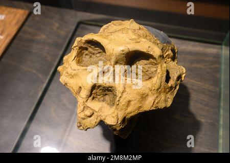 Paranthropus robustus. Skull (cast). Found in Swartkrans Cave, South Africa. On display in the Natural Sciences Museum in Brussels, Belgium.