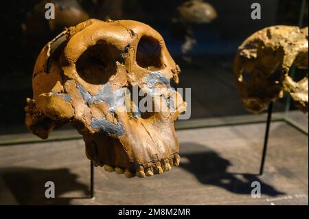 These Olduvai stone chopping tools on display in the Olduvai Gorge Museum  are one of the oldest humanly made objects. The Olduvai Gorge is one of the  Stock Photo - Alamy