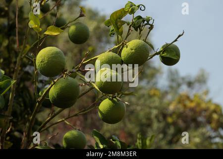Fresh green lemons hanging from a tree in a farmhouse with selective focus technique Stock Photo