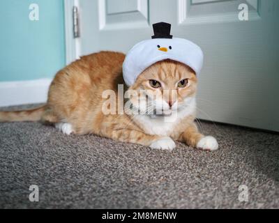 Mika the Orange Tabby in Snowman costume Stock Photo