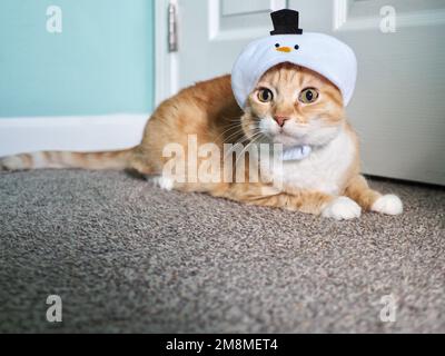 Mika the Orange Tabby in Snowman costume Stock Photo