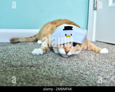 Mika the Orange Tabby in Snowman costume Stock Photo