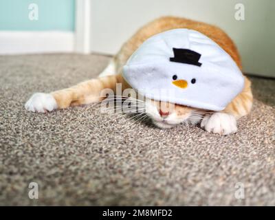 Mika the Orange Tabby in Snowman costume Stock Photo