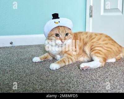 Mika the Orange Tabby in Snowman costume Stock Photo