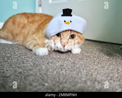 Mika the Orange Tabby in Snowman costume Stock Photo