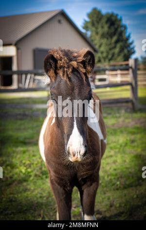 Black pinto Icelandic horse colt Stock Photo